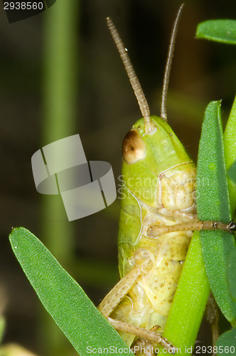 Image of Grasshopper