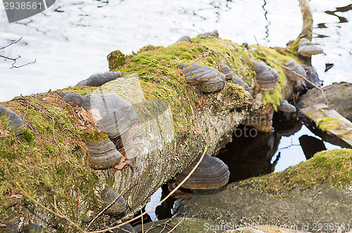 Image of Polypore