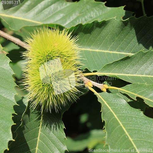 Image of Castanea sativa