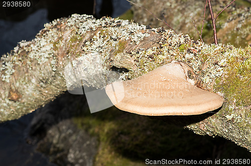 Image of Polypore