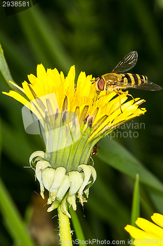 Image of Hoverfly