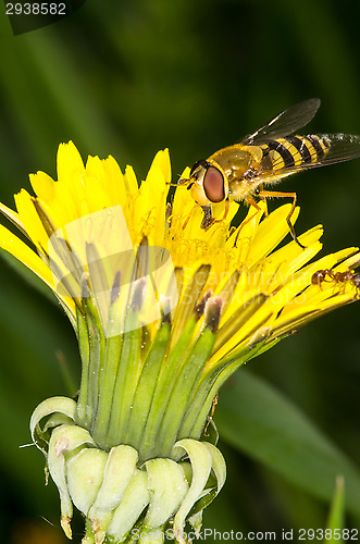 Image of Hoverfly