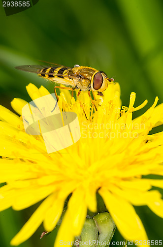 Image of Hoverfly