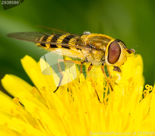 Image of Hoverfly