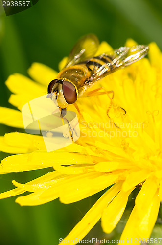 Image of Hoverfly