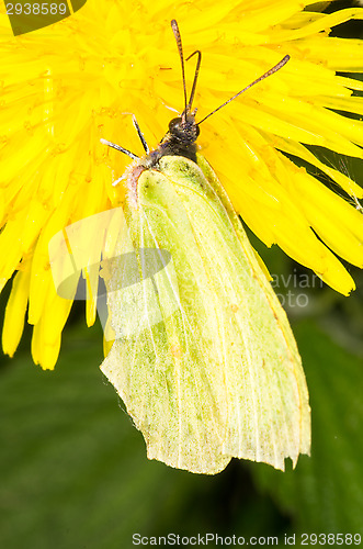 Image of Gonepteryx rhamni