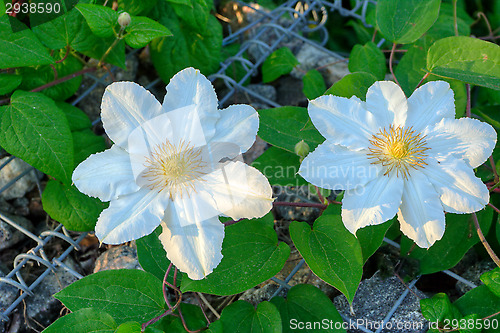 Image of Flowers