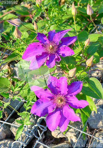 Image of Blossoms