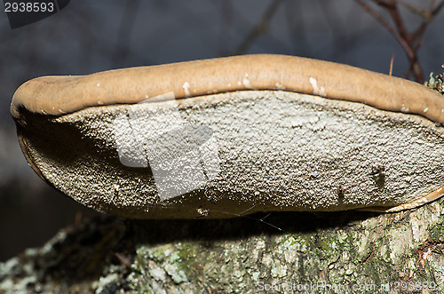 Image of Polypore