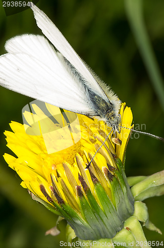 Image of Butterfly