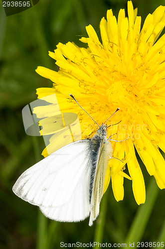 Image of Butterfly