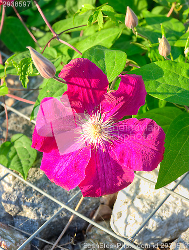 Image of Flowers