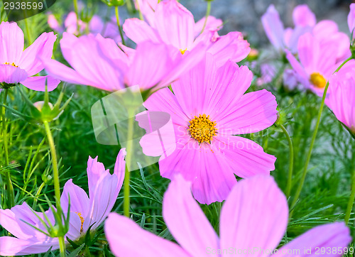 Image of Flowers