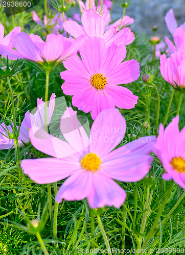Image of Blossoms