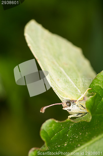 Image of Gonepteryx rhamni