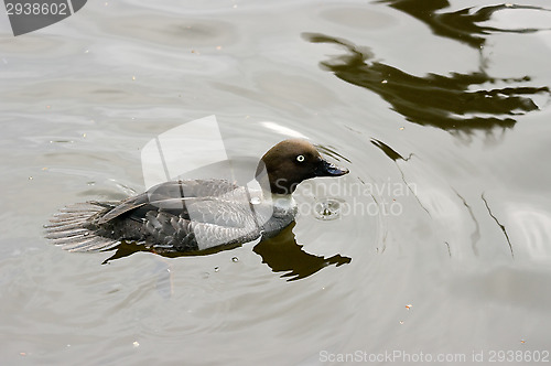 Image of Ducks