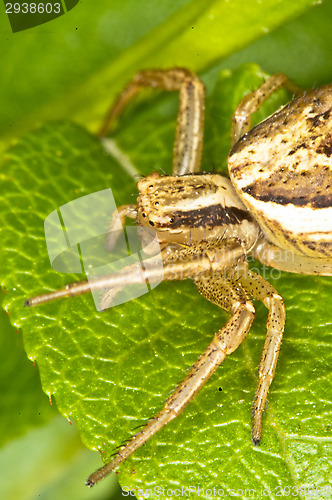 Image of Spider