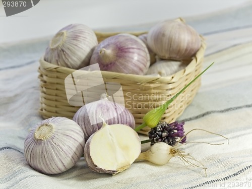 Image of Purple Garlic