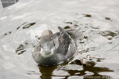 Image of Duck
