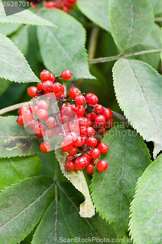 Image of Berries