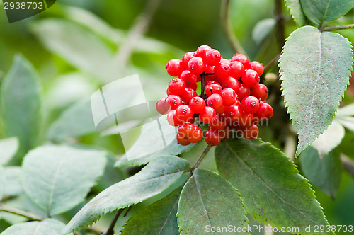 Image of Berries