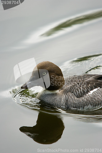 Image of Duck