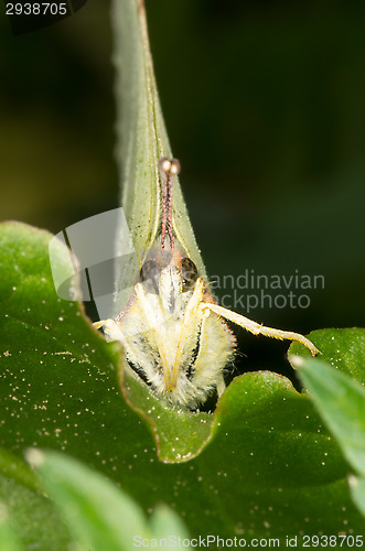 Image of Gonepteryx rhamni