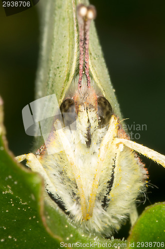 Image of Gonepteryx rhamni