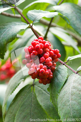 Image of Berries