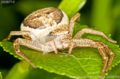 Image of Spider