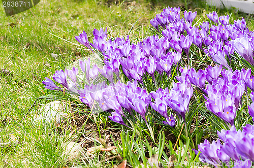 Image of Crocus