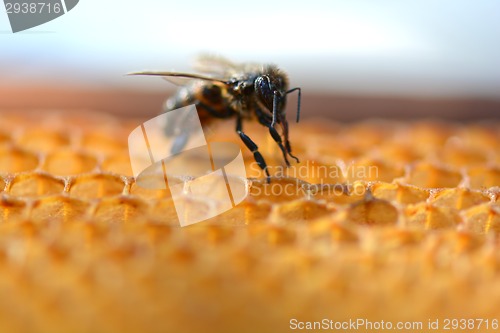 Image of Close up view of the working bees on honeycells