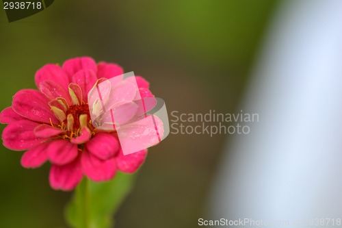 Image of Closeup on red flower background