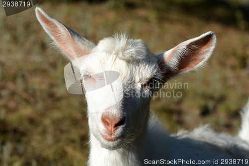 Image of Portrait of a funny goat looking to  camera