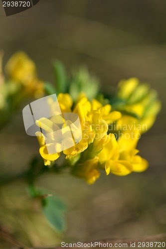 Image of Spring background with beautiful yellow flowers, macro