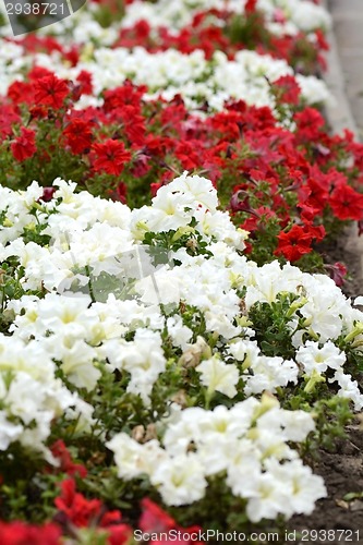 Image of field of flowers