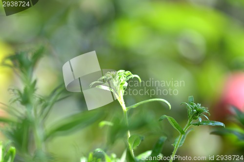 Image of natural green background with selective focus