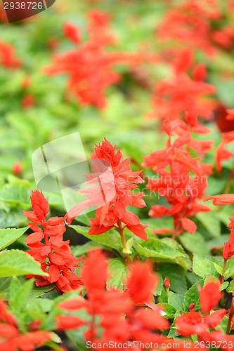 Image of Beautiful background with summer red flowers