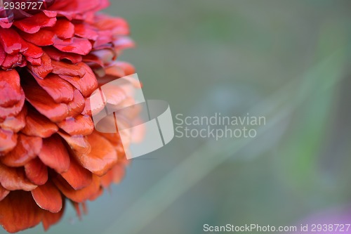 Image of Closeup on red flower background