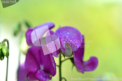 Image of Closeup of pink flower with water drops