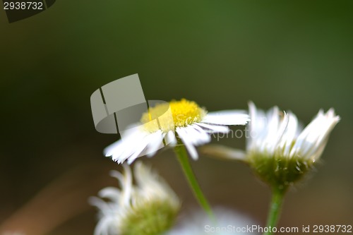 Image of white daisy flowers