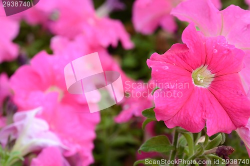 Image of Beautiful pink flower