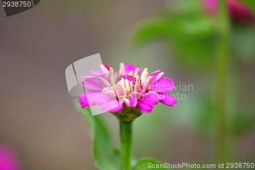 Image of red little flowers