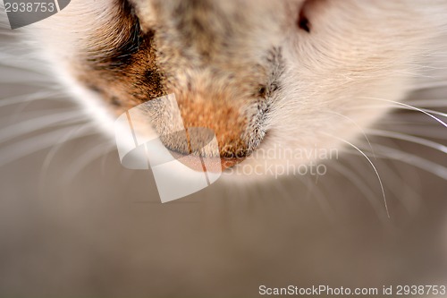 Image of Cat nose close up