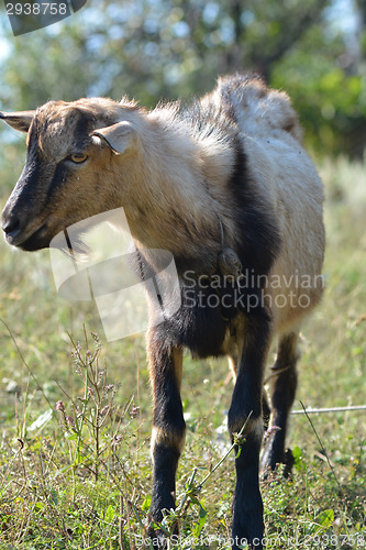 Image of Funny goat's portrait on a green sunny meadow background