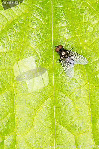 Image of Fly