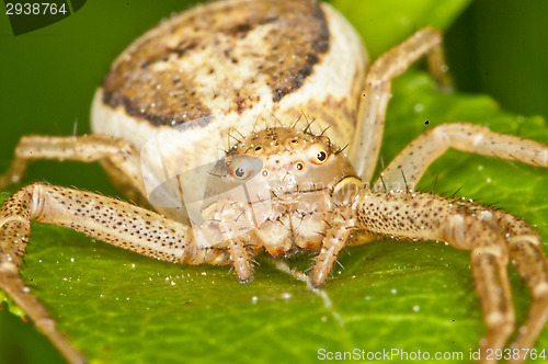 Image of Spider