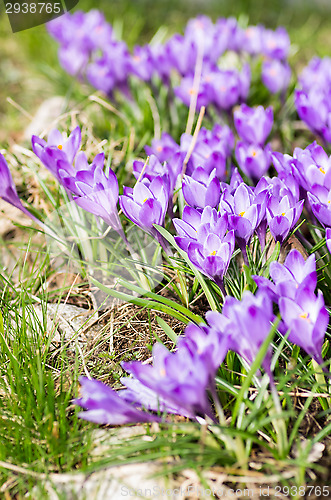 Image of Crocus