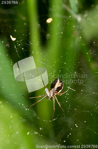 Image of Spider