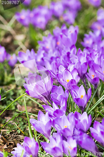 Image of Crocus